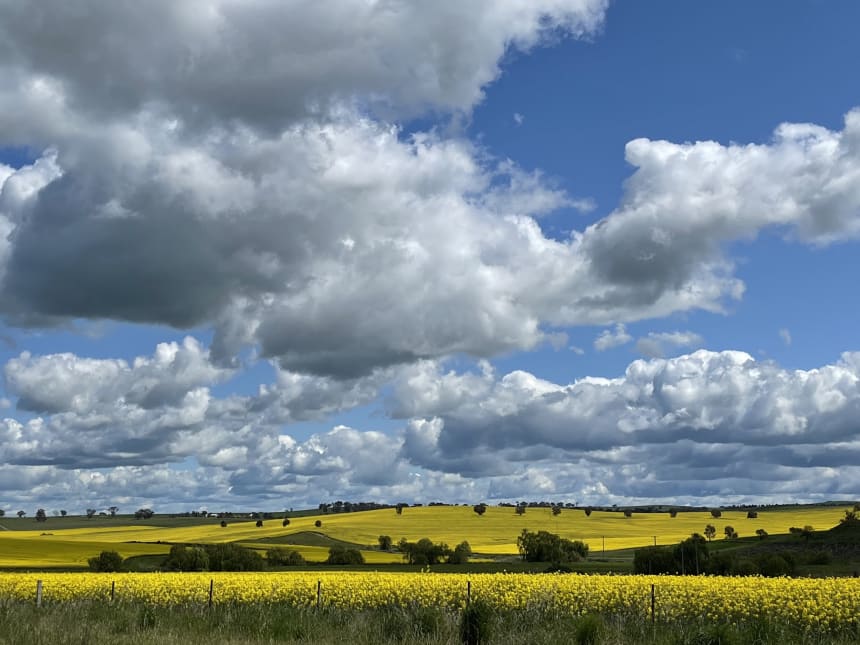 Canola gold