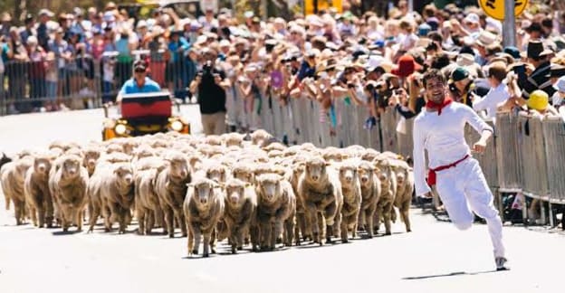 Running of the Sheep