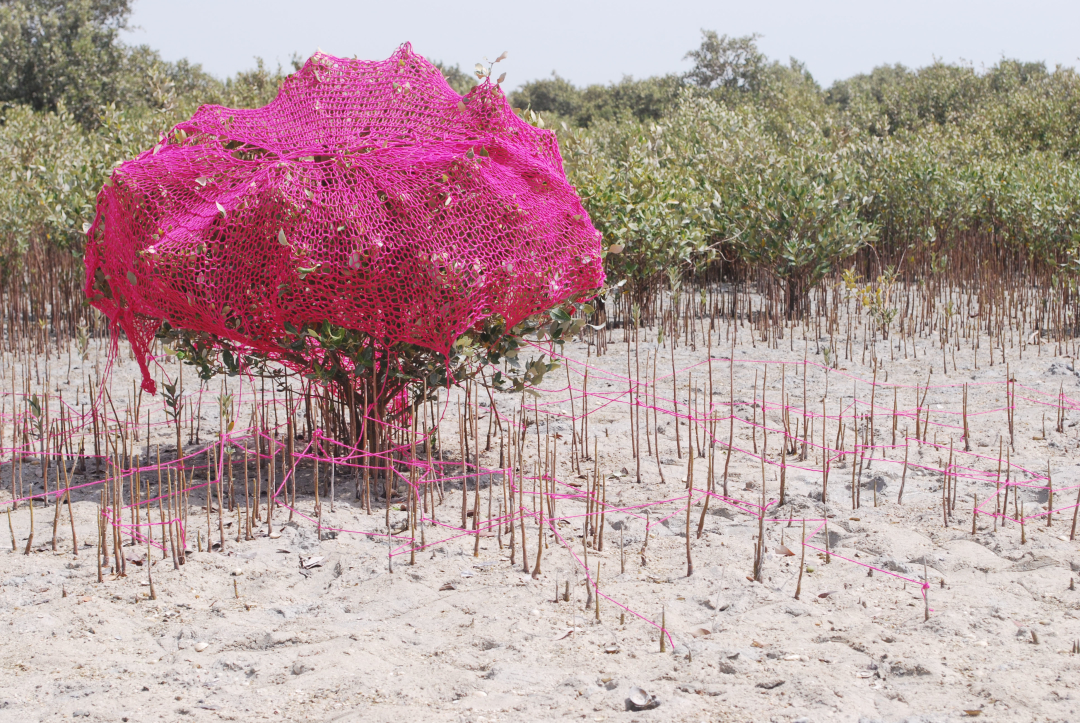Mangroves from the Water