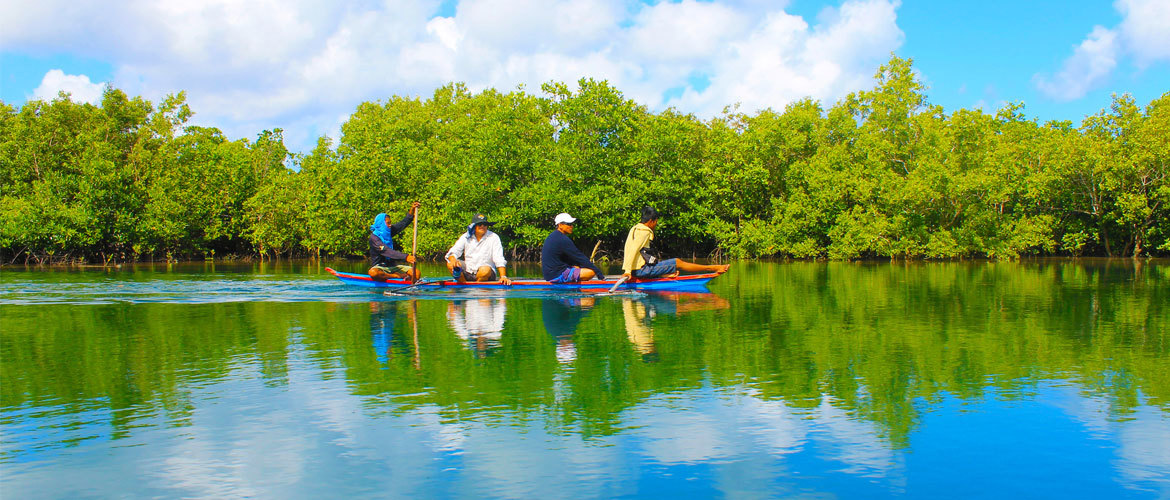 Mangrove Reserve Cruise