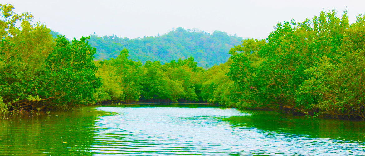 Mangrove Reserve Cruise