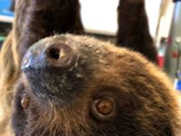 Painting With A Sloth