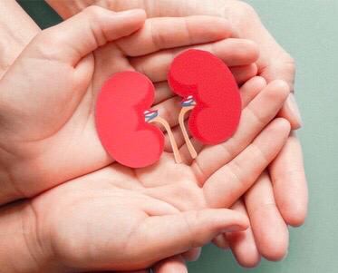Kidney Function Test