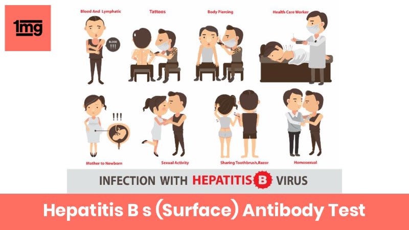 Hepatitis B s (Surface) Antibody
