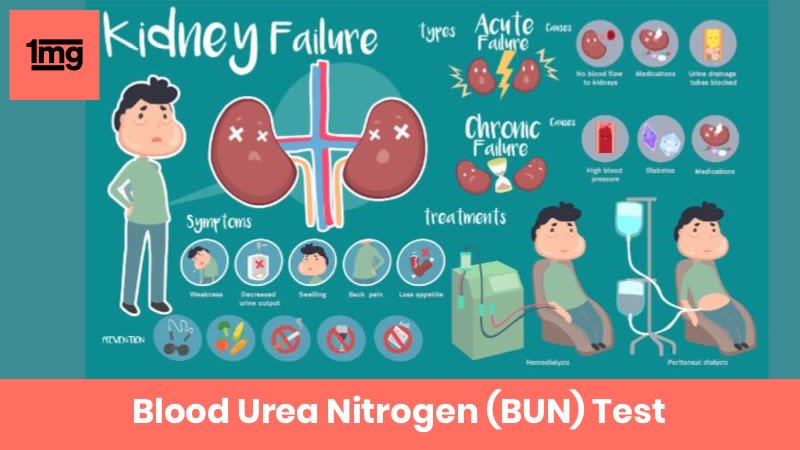 Blood Urea Nitrogen Bun Purpose Normal Range Of Results 1mg