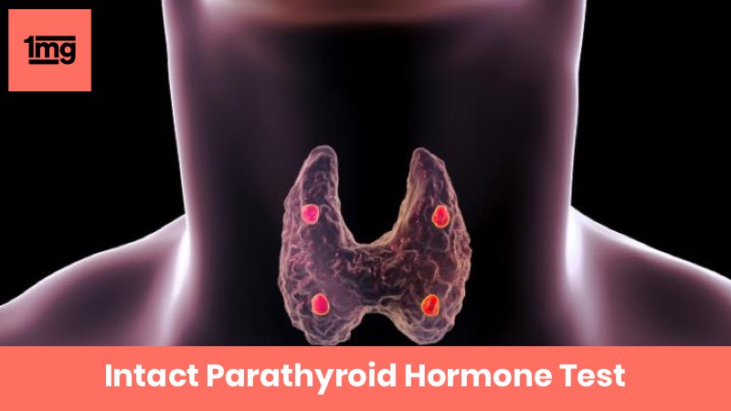 Intact Parathyroid Hormone