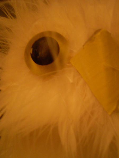 feathers