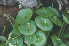 Miner's Lettuce