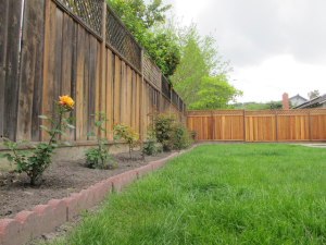 ground eye view of our roses