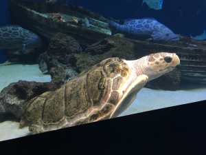 loggerhead sea turtle