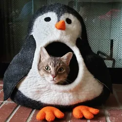 	http://res.cloudinary.com/penguinandcatpuzzle/image/upload/v1666189078/foc2w5rmgmmoy8hyiyaz.webp
