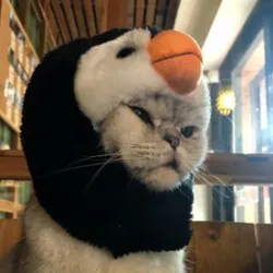 	http://res.cloudinary.com/penguinandcatpuzzle/image/upload/v1666189078/qbau9upbhb5j5oacopw0.webp