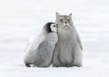 	http://res.cloudinary.com/penguinandcatpuzzle/image/upload/v1666189078/ududaaohxjka0r2fvrvh.webp