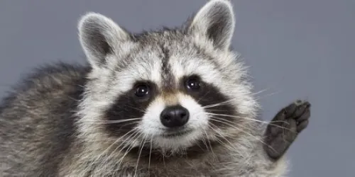 괴물은 너굴맨이 처리했으니 안심하라구