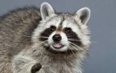 어 나는 라쿤이라고?