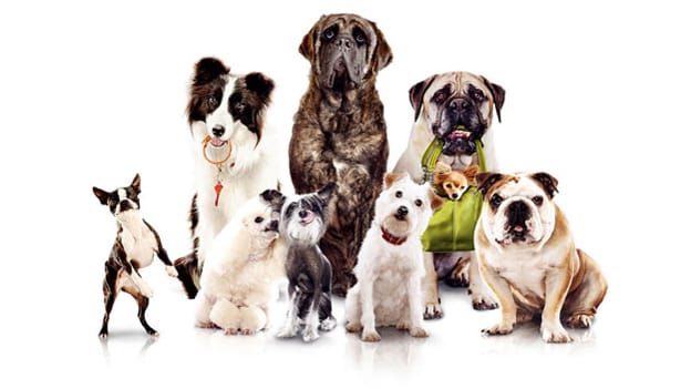 Paw-ternity leave- the next trend in employee benefit? Paw-ternity leave- the next trend in employee benefit?