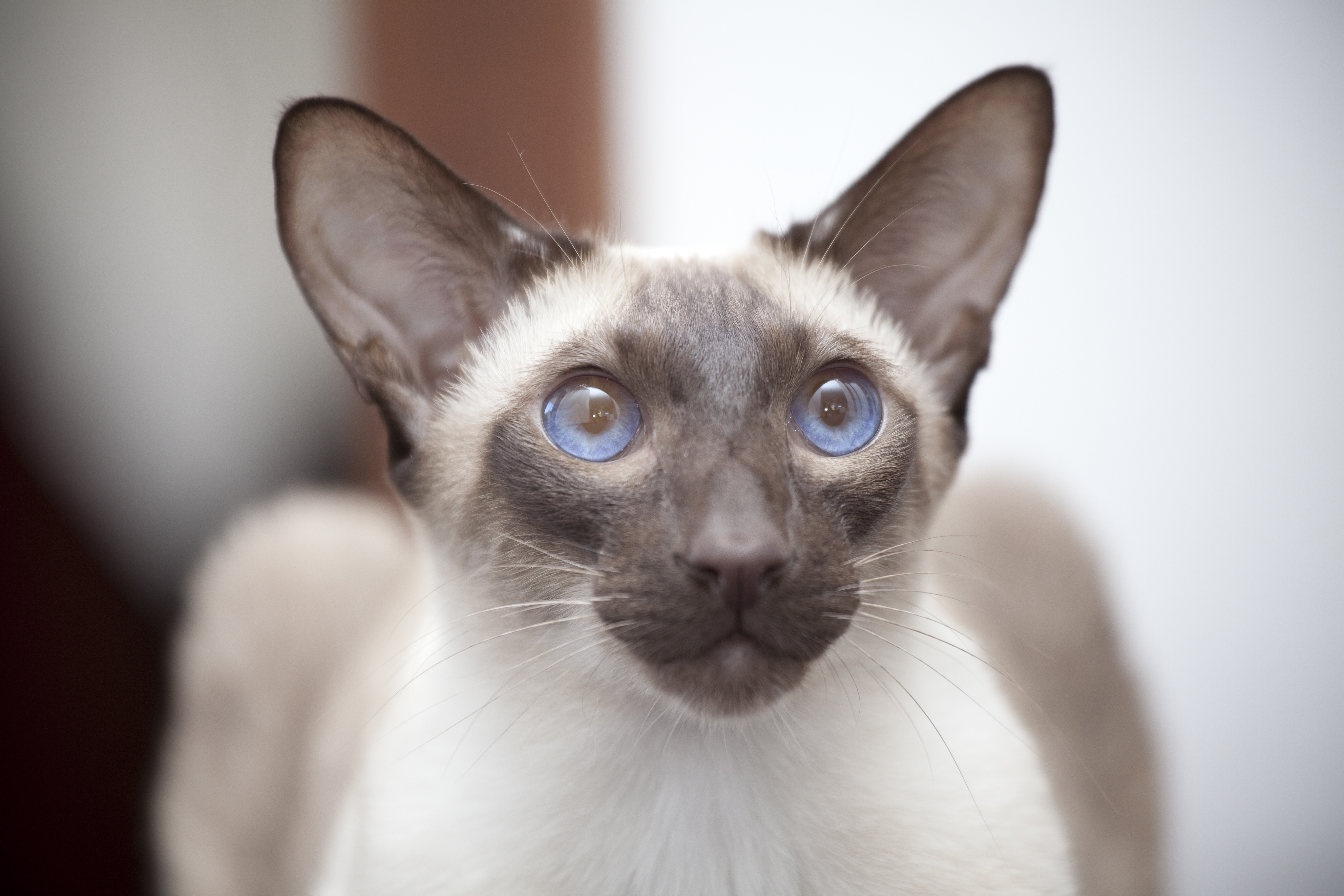 Aiko And Tsuki Female Siamese Cat In VIC PetRescue