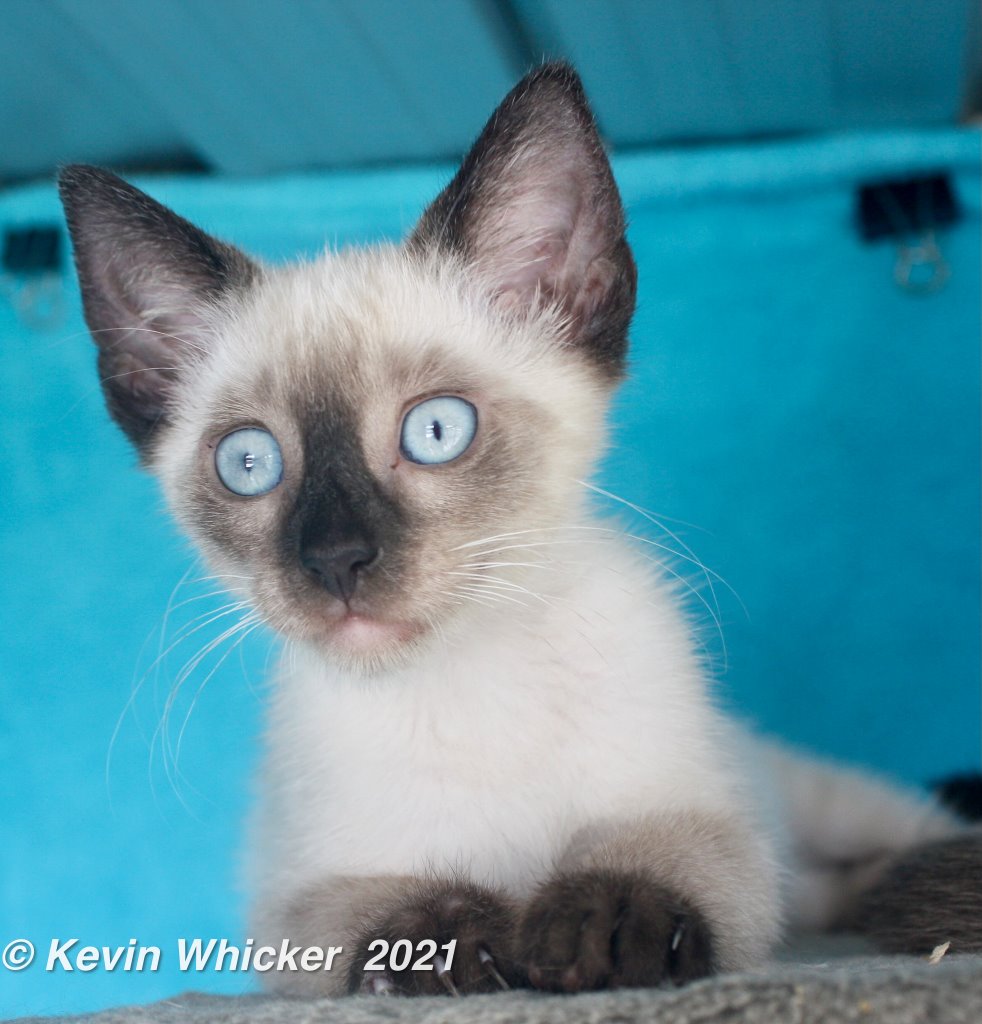 Yogee Male Siamese Cat In QLD PetRescue