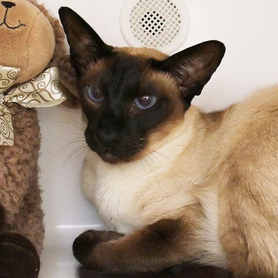 George SUA Male Siamese Cat In VIC PetRescue