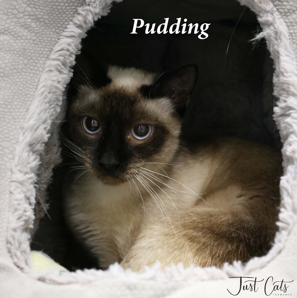 Pudding Female Siamese Cat In TAS PetRescue