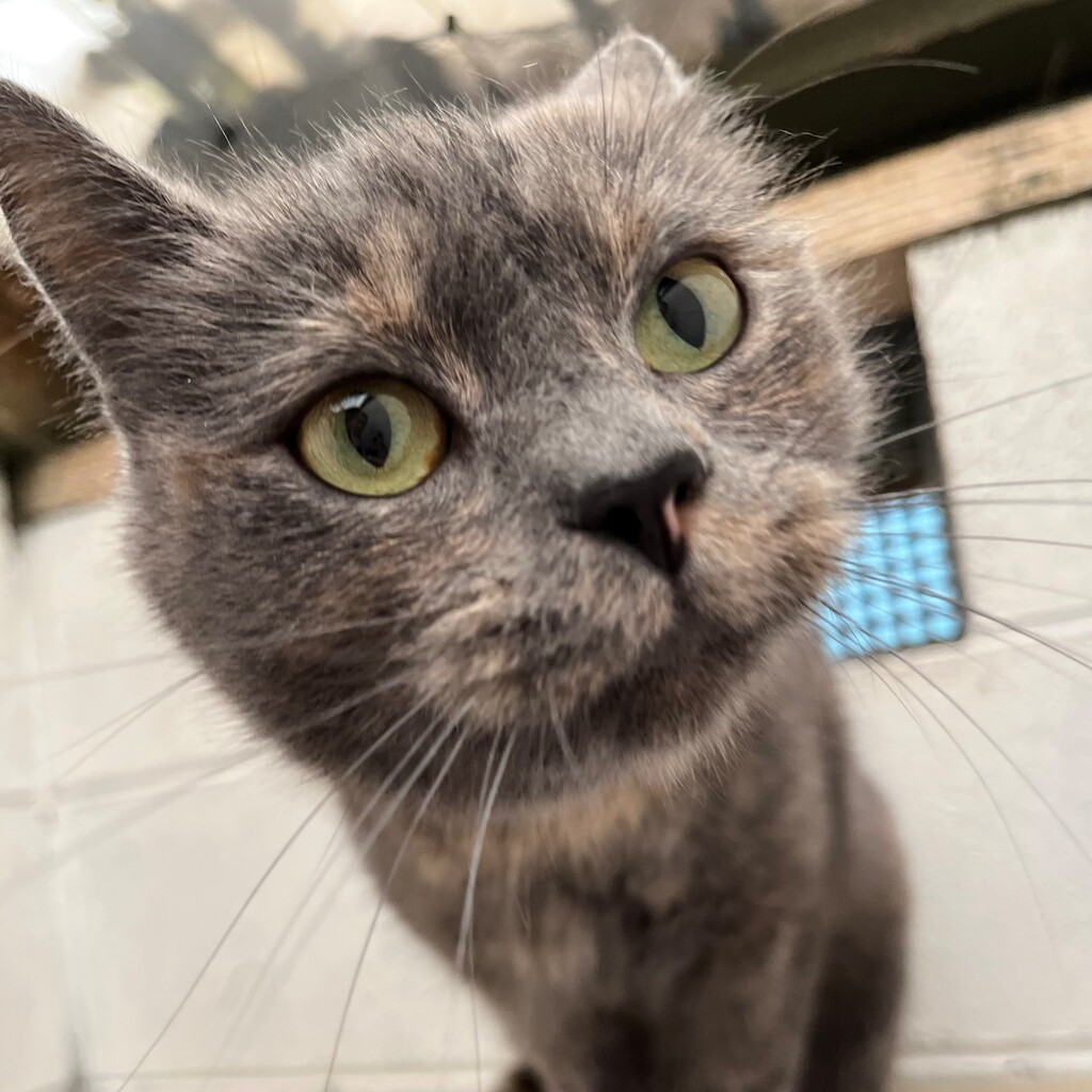 Snickles Female Domestic Short Hair Cat In VIC PetRescue