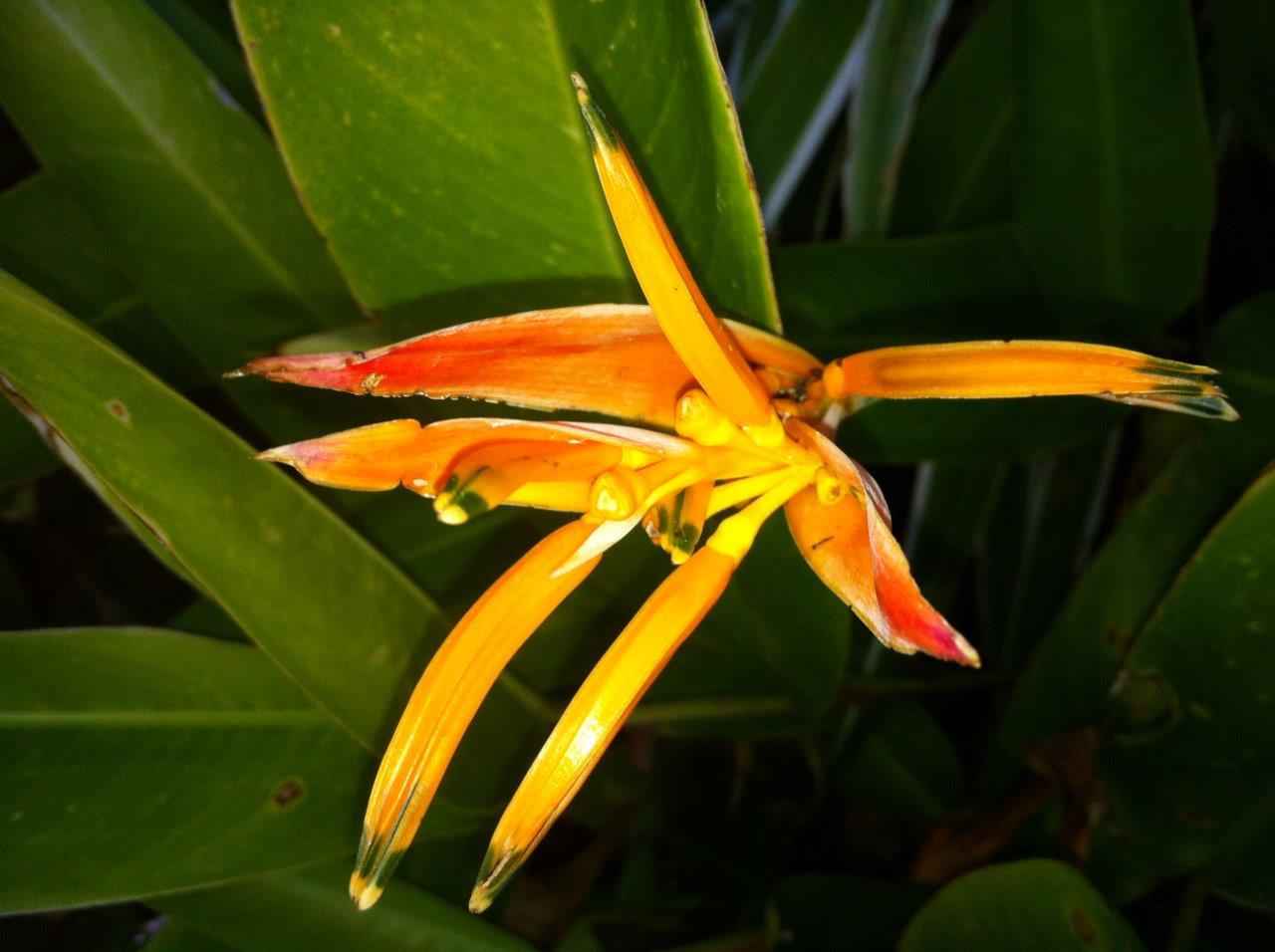 Duggers Tropical Cottages