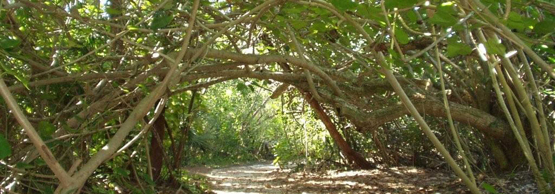 Pfeifer's Paradise Properties