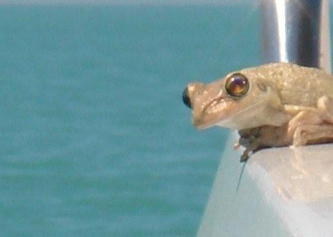 Sanibel Sea School Sanibel Octifest