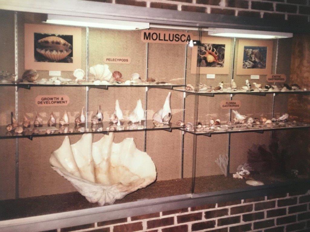 Mary Ellen Pfeifer's Shell Collection at UCF Sanibel Real Estate