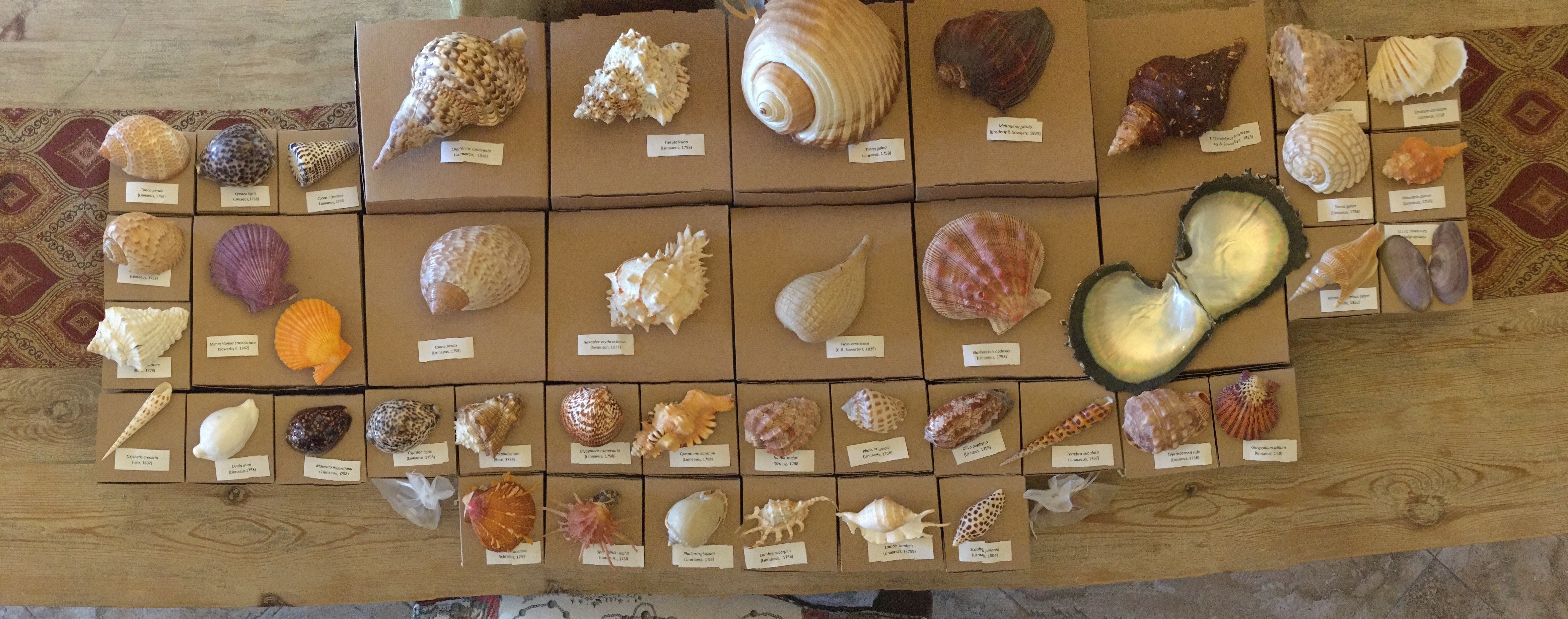 Sanibel shell museum live auction Sanibel Real Estate