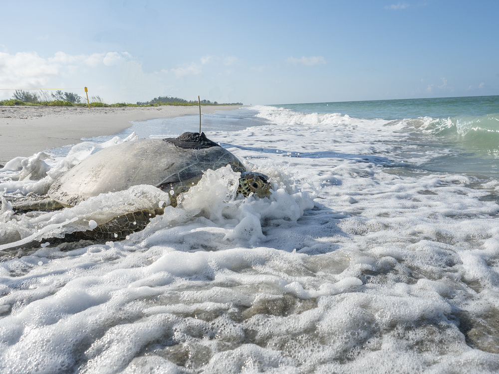 Sanibel Captiva conservation foundation sea turtle program Sanibel Real Estate