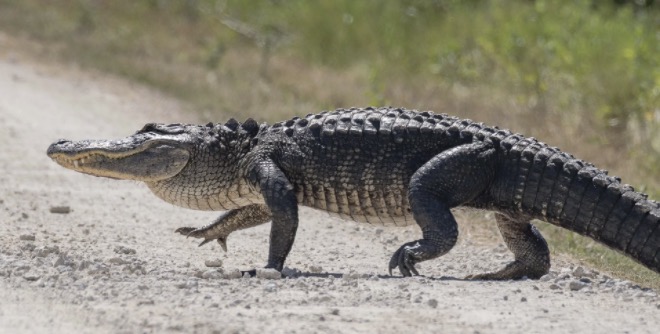 Sanibel s Only Crocodile Is Gone