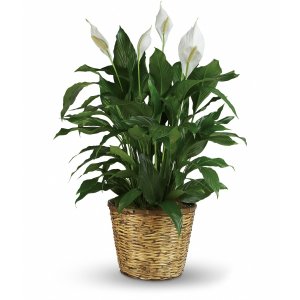 Simply Elegant Spathiphyllum flower arrangement