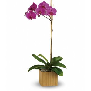 Teleflora&#39;s Imperial Purple Orchid flower arrangement