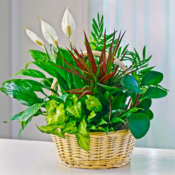 Classic Sympathy Dish Garden Plants The Sympathy Store