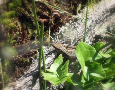 Sand lizard at the New Forest Reptile Centre. Pic by Gillian Moy.