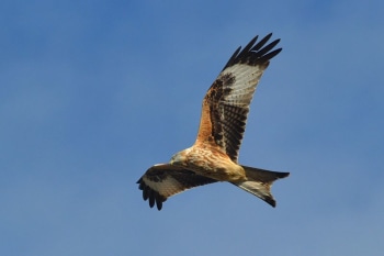Red kite soaring. Pic by fencerandy.