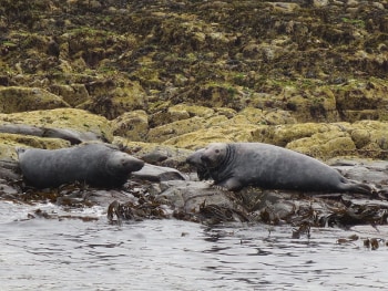 Seals at the Farne Islands, Northumberland. Pic by GermanOle.