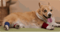 Corgi wearing an athletic headband lifting its leg to "exercise"