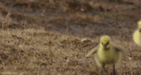 chicks running