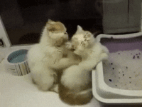 cat massage
