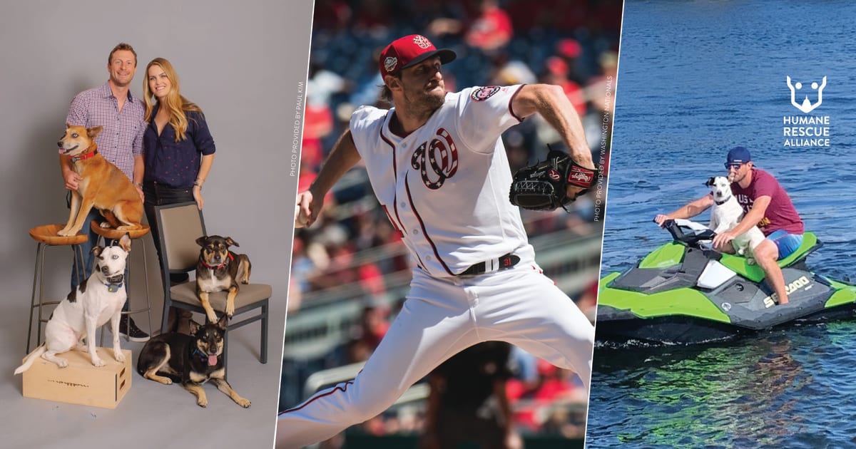 New York Mets' Max Scherzer To Sponsor Dog Adoption Fees At Animal