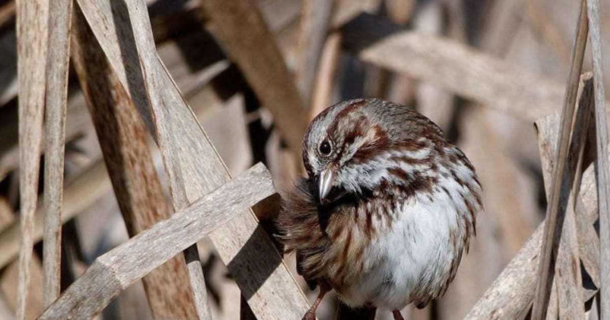 Support Columbus Audubon Birdathon PledgeIt for Charities