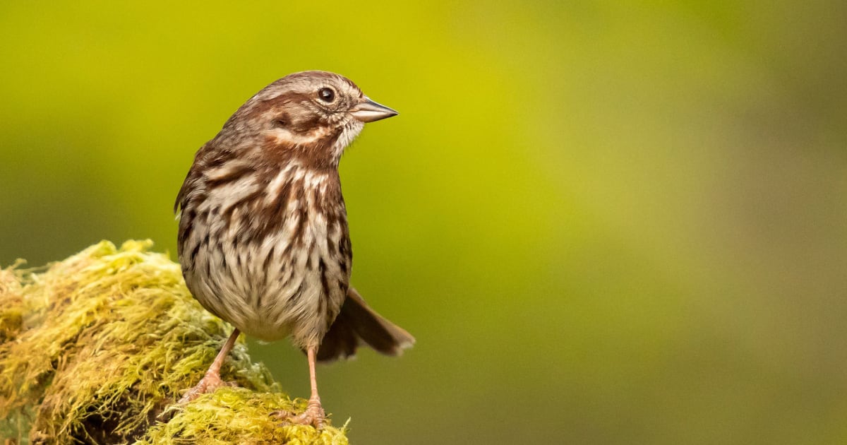 Support Columbus Audubon Birdathon 2024 PledgeIt for Charities