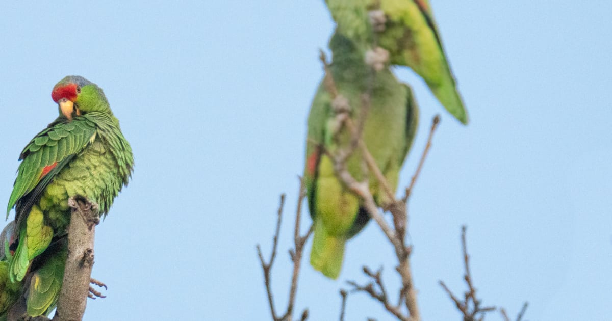 Support Jake Watching Birds - San Diego Birdathon 2026 | PledgeIt for ...