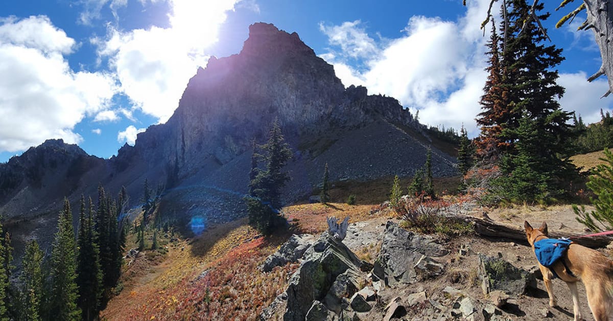 Support Oregon Dog Rescue’s Summer HikeaThon PledgeIt for Charities