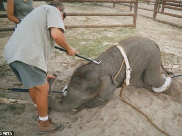 Recoleta prohíbe los animales en los circos y rodeos - Imagen 1