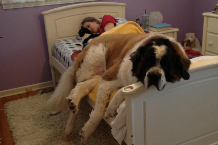 Si tus mascotas duermen contigo, corres un grave peligro - Imagen 3