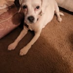 Vetmedin and staff review