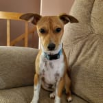 I love Nolvasan for my dogs.